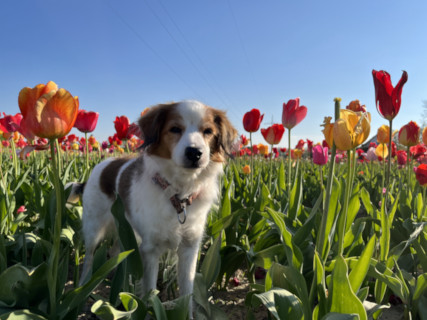 Lotta im Tulpenfeld