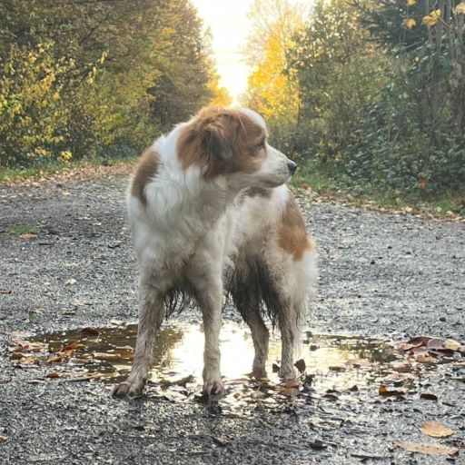 Lotta im Herbstwald