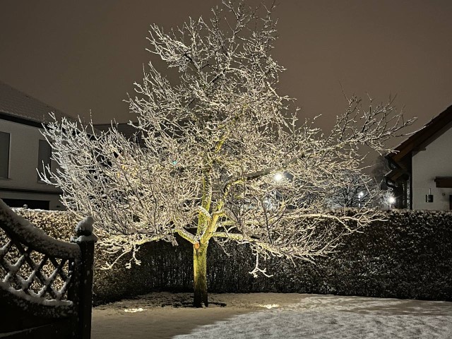 Apfelbaum im Schnee