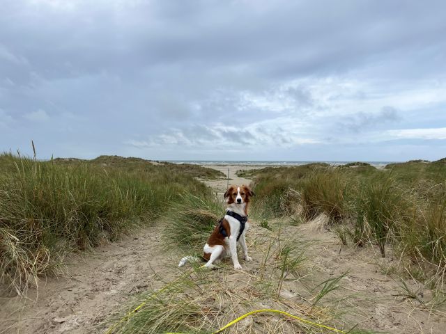 Fanø: Kaja in den Dünen